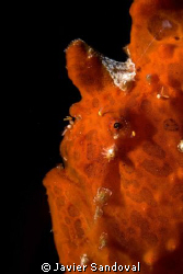 frogfish by Javier Sandoval 